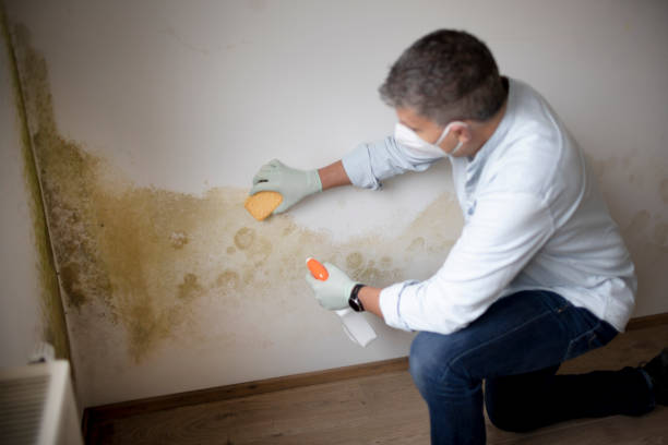 Best Water Damage & Mold Remediation  in Thompsonville, CT